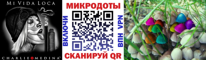 Псилоцибиновые грибы Psilocybe  Майкоп 